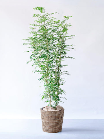 シマトネリコ XL 【首都圏限定】(バナナリーフバスケット ブラウン)