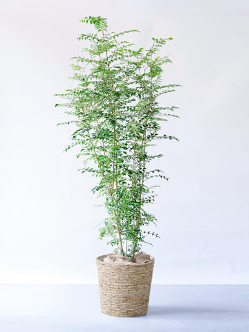 シマトネリコ XL 【首都圏限定】(バナナリーフバスケット ナチュラル)