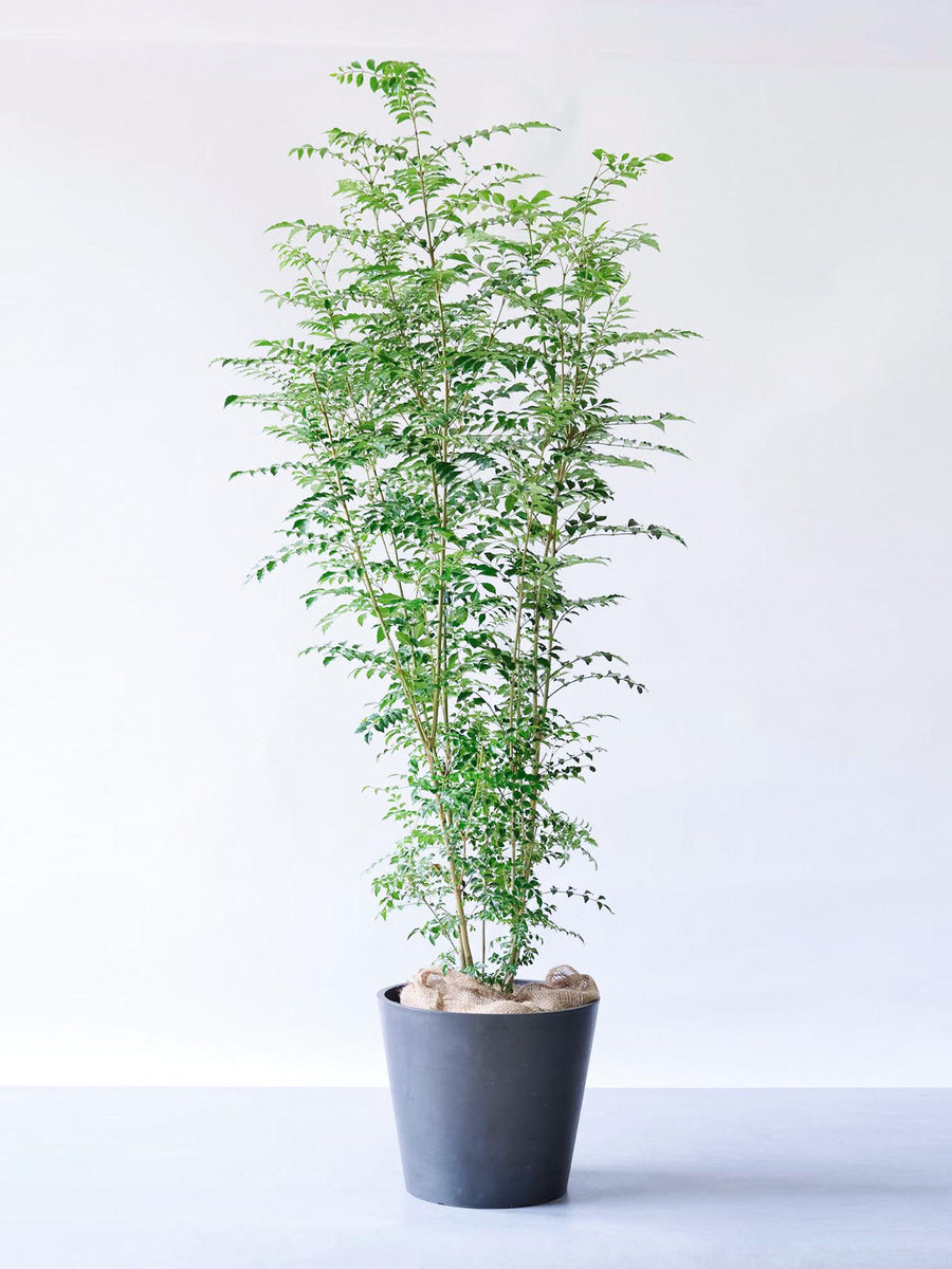 シマトネリコ | 観葉植物の通販 AND PLANTS (アンドプランツ)