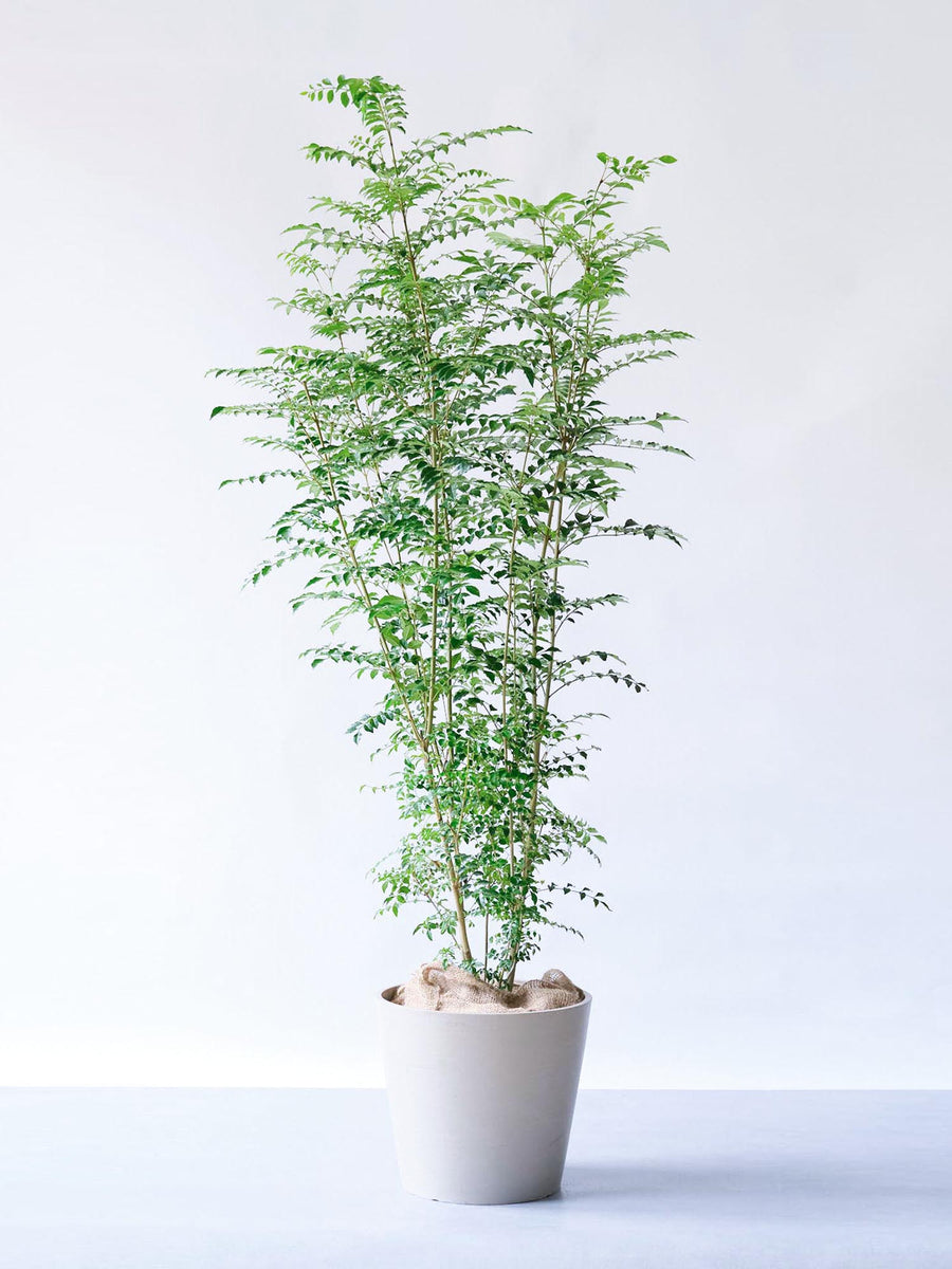 シマトネリコ 13号 | 観葉植物の通販 AND PLANTS (アンドプランツ)