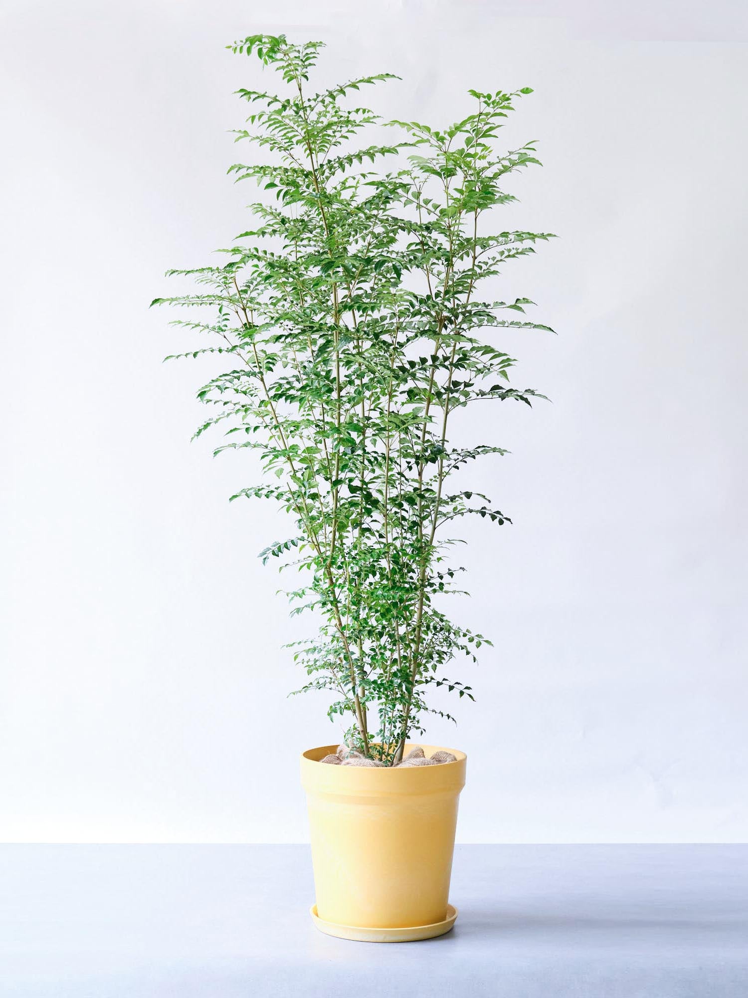 シマトネリコ XL 【首都圏限定】(レザーカバー ベージュ)