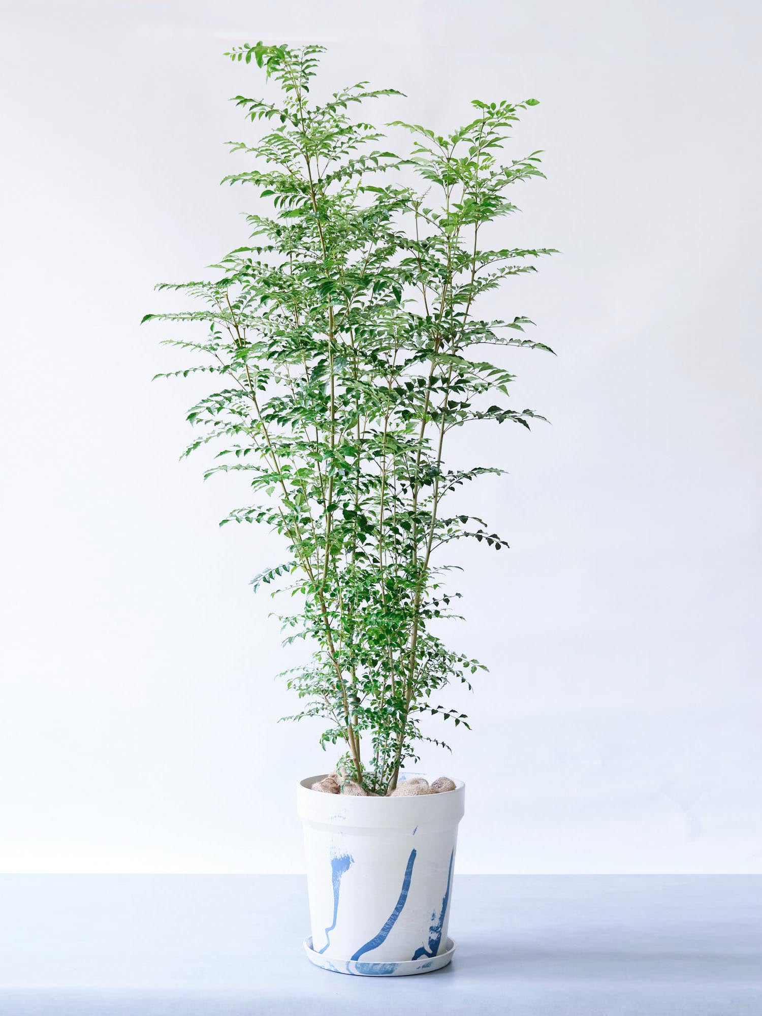 シマトネリコ XL 【全国発送可能】(アーバンプランツポット マーブルミルク)