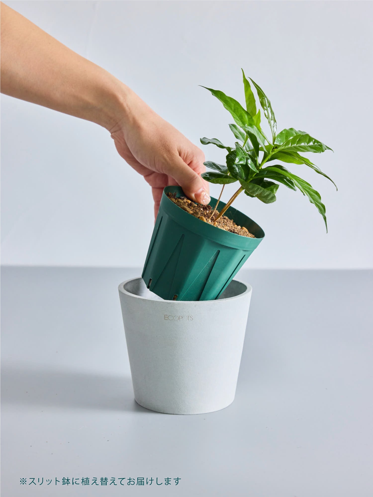 アジアンタム・ミクロフィラム Table-M | 観葉植物の通販 AND PLANTS