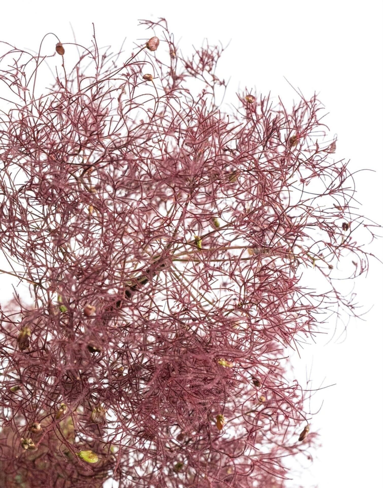 枝物】スモークツリー ピンク | 観葉植物・お花の通販 AND PLANTS