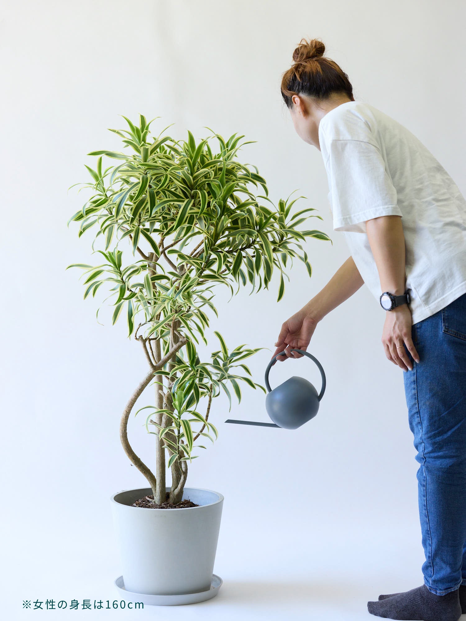 ドラセナ・ソングオブインディア L| 観葉植物通販 AND PLANTS (アンドプランツ)