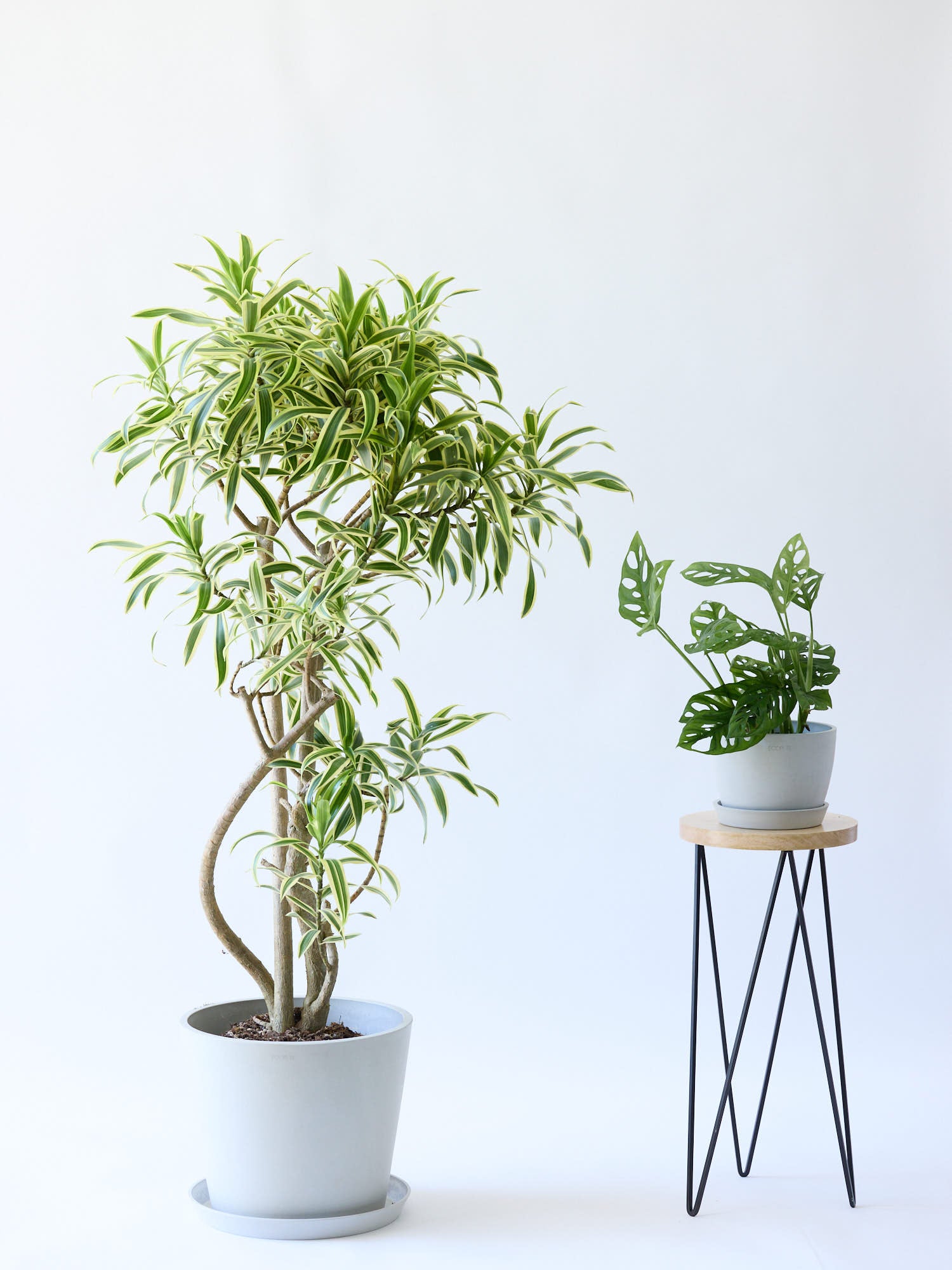 ドラセナ・ソングオブインディア L | 観葉植物の通販 AND PLANTS