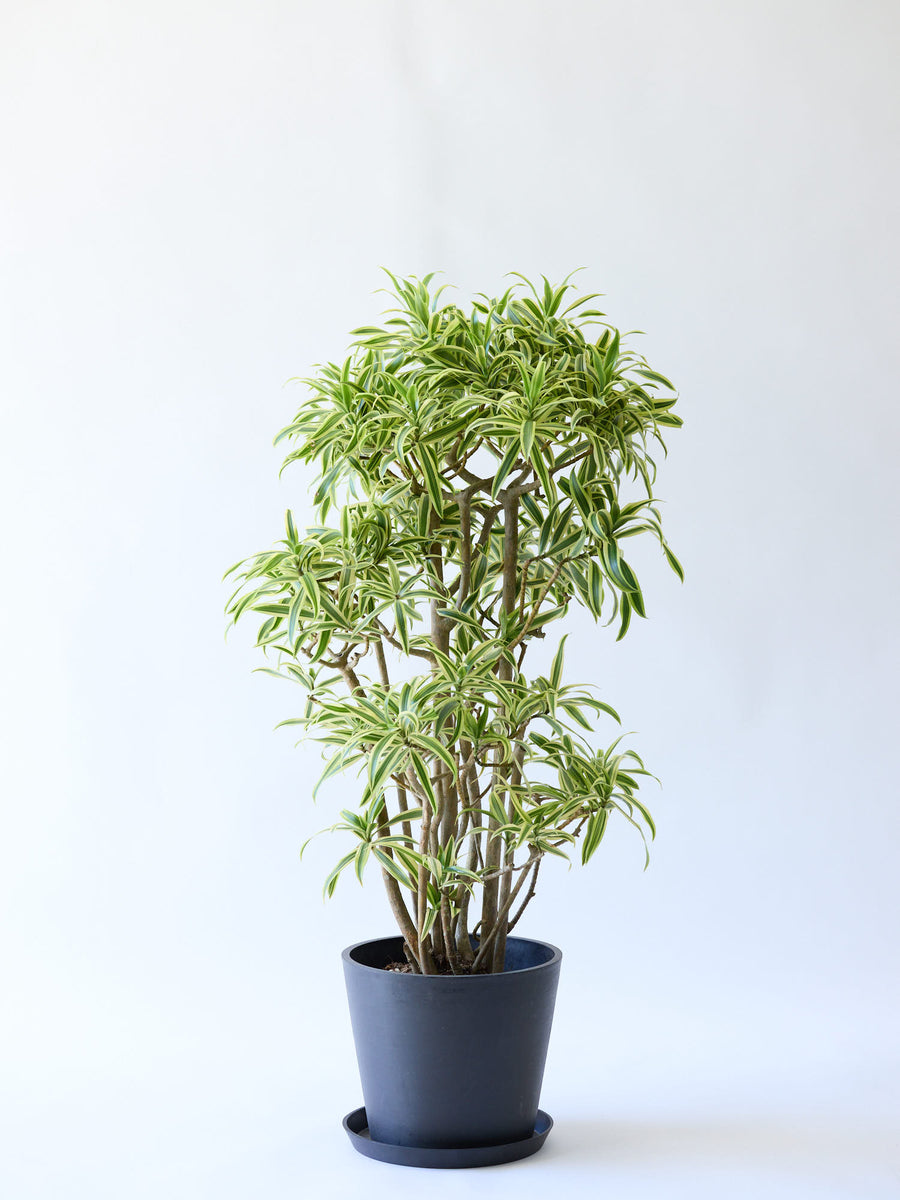 ドラセナ・ソングオブインディア | 観葉植物の通販 AND PLANTS (アンド