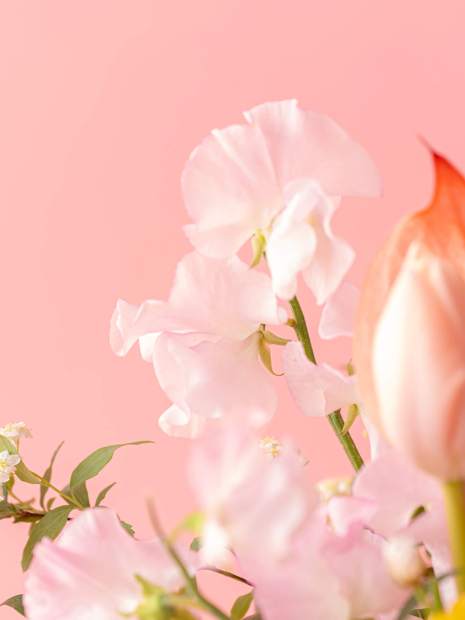 【スプリングシリーズ'24】アネモネとチューリップの桜色アレンジメント