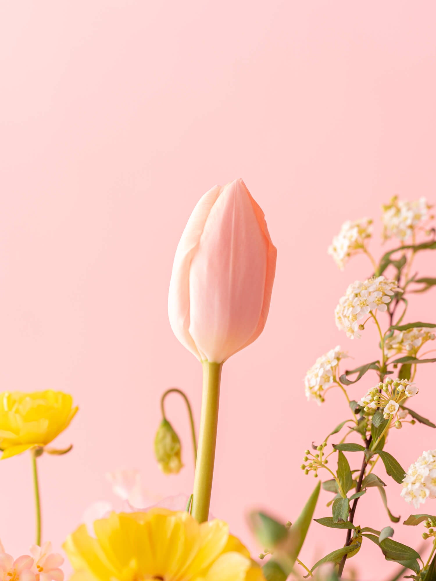 【スプリングシリーズ'24】アネモネとチューリップの桜色アレンジメント