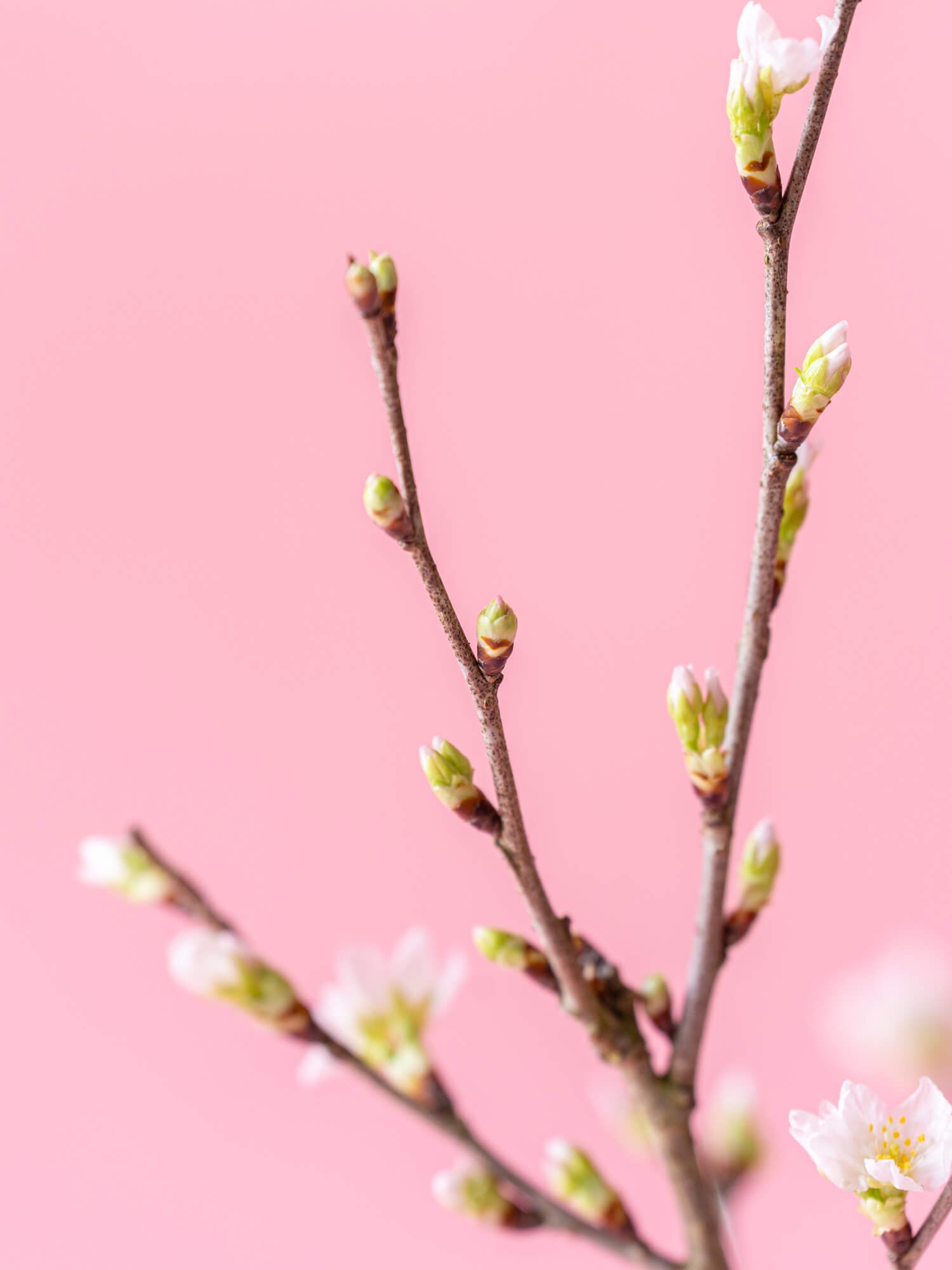 【スプリングシリーズ'24】桜の枝のブーケ