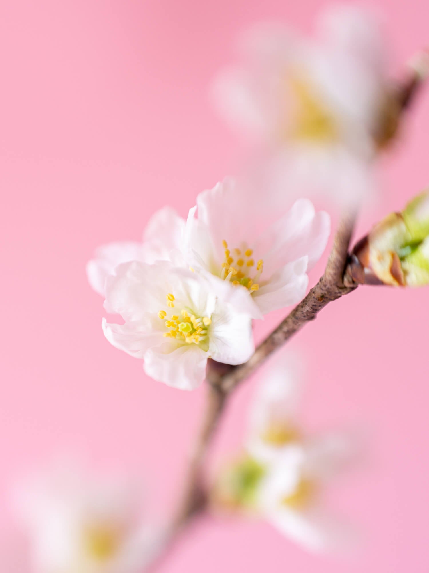 【スプリングシリーズ'24】桜の枝のブーケ