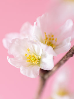 【スプリング】桜の枝の花束