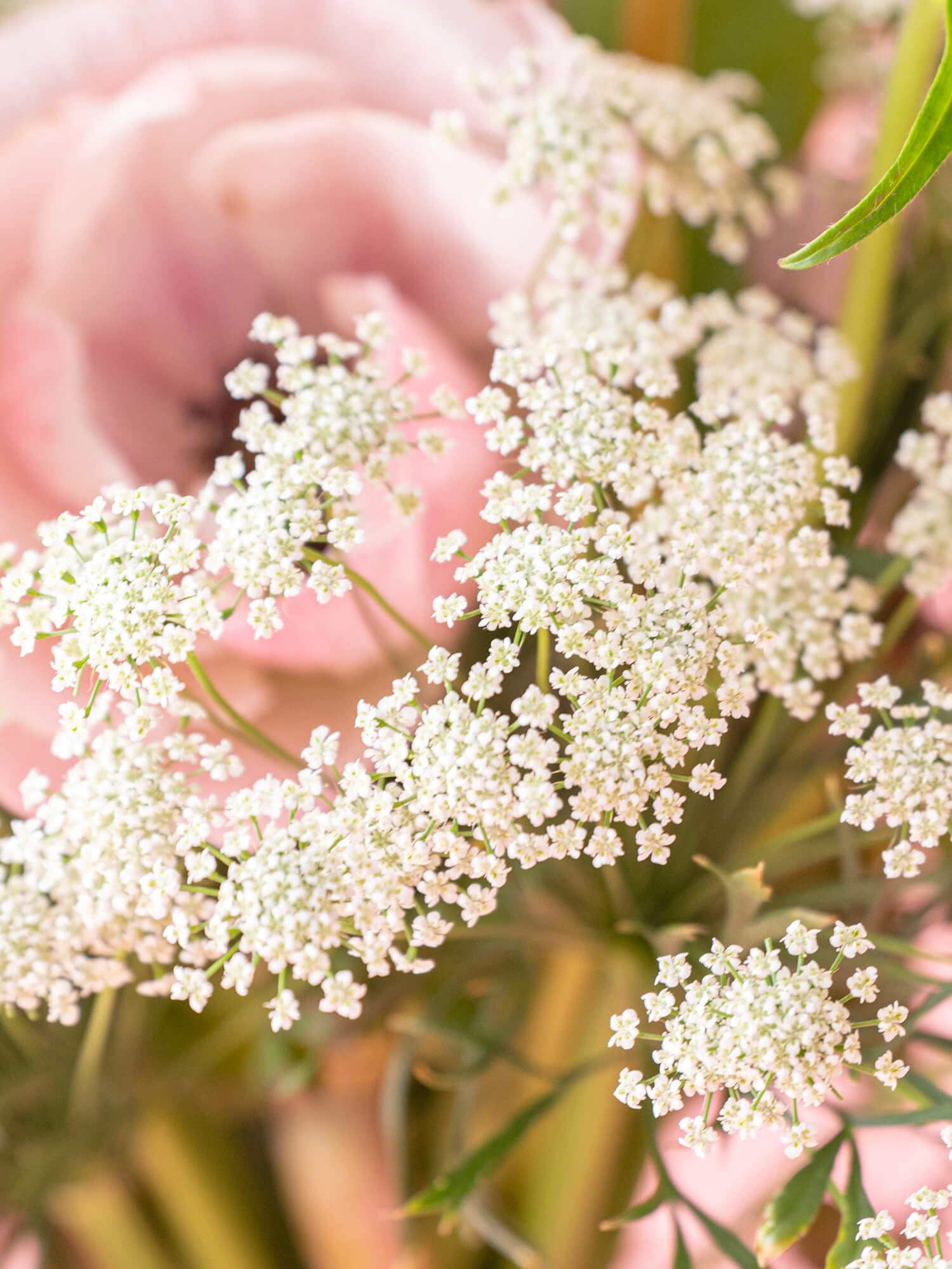 【スプリングシリーズ'24】アネモネとチューリップの桜色生花ブーケ L
