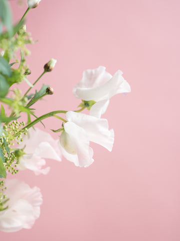 【スプリング】アネモネとチューリップの春色の生花の花束 M