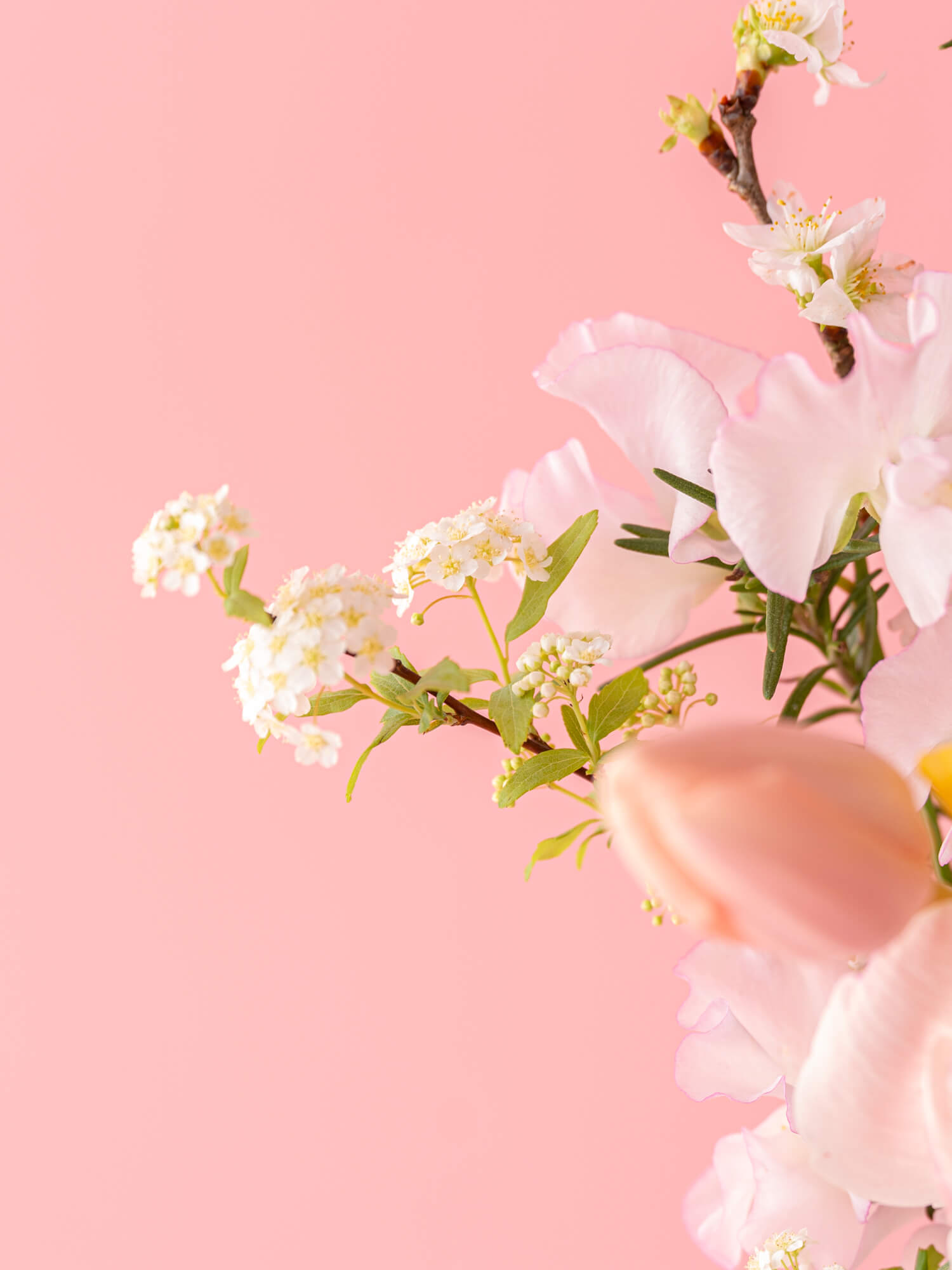 【スプリングシリーズ'24】アネモネとチューリップの桜色生花ブーケ S