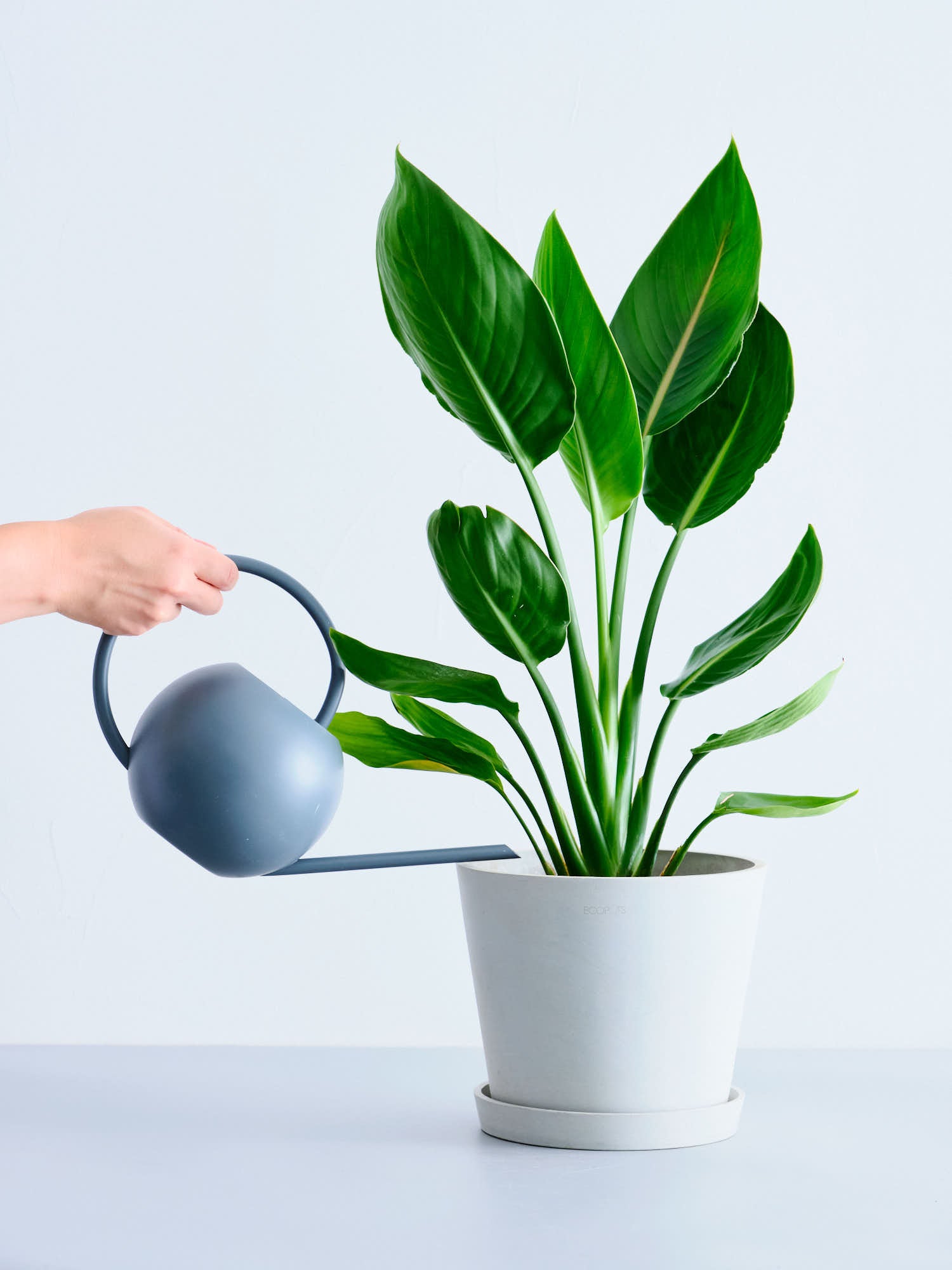 ストレリチア・レギネ S | 観葉植物の通販 AND PLANTS (アンドプランツ)