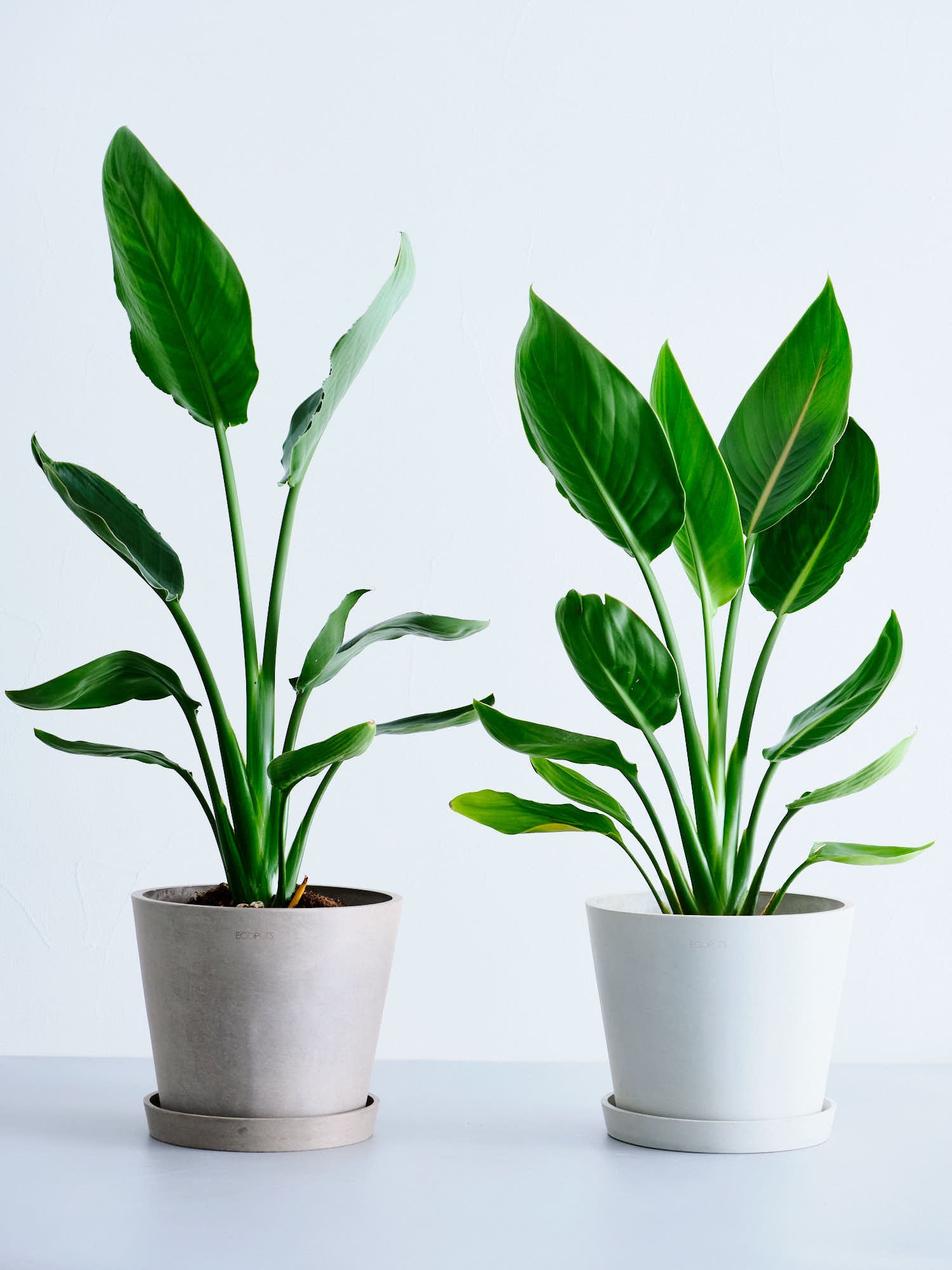 ストレリチア・レギネ S | 観葉植物の通販 AND PLANTS (アンドプランツ)