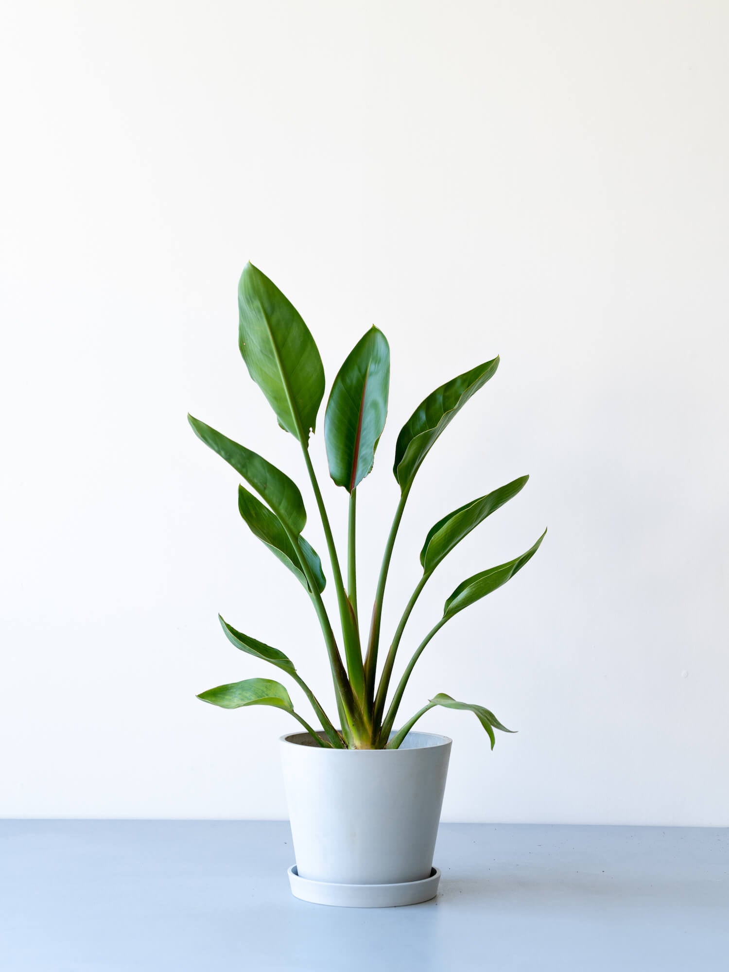 ストレリチア・レギネ S | 観葉植物の通販 AND PLANTS (アンドプランツ)