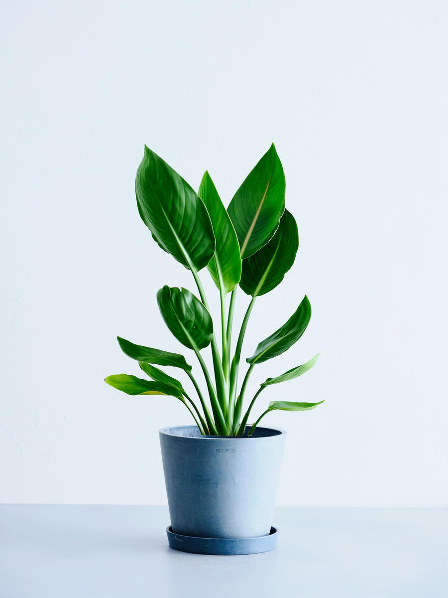 ストレリチア・レギネ（極楽鳥花） | 観葉植物の通販 AND PLANTS