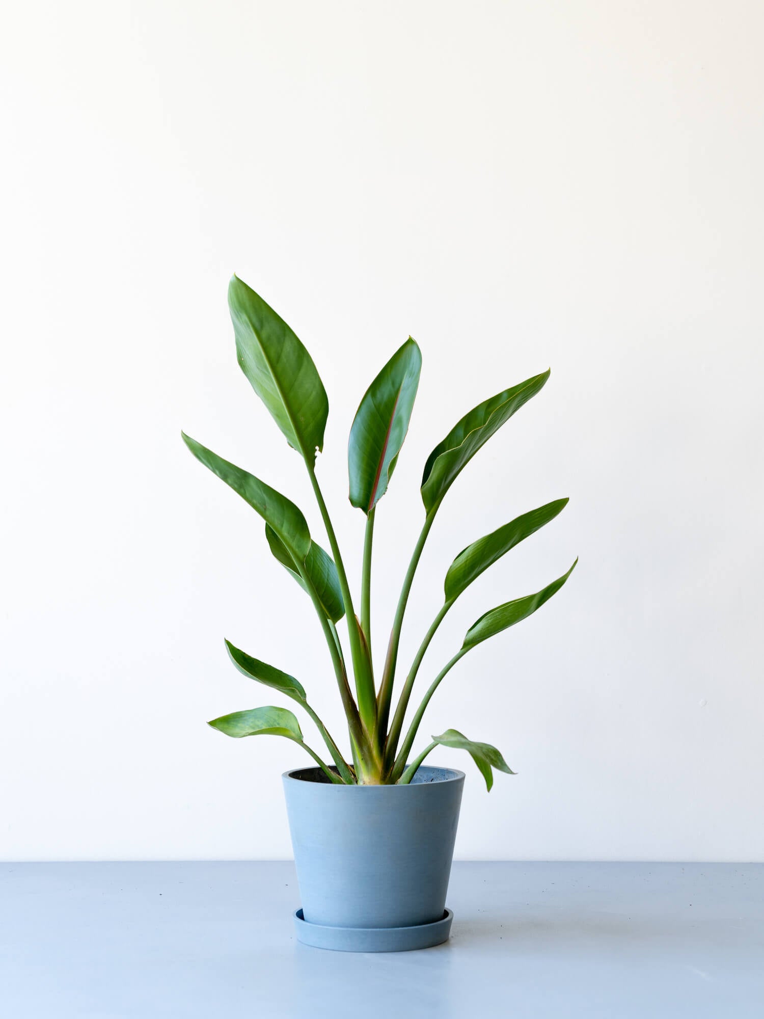 ストレリチア・レギネ(極楽鳥花)| 観葉植物通販 AND PLANTS (アンドプランツ)