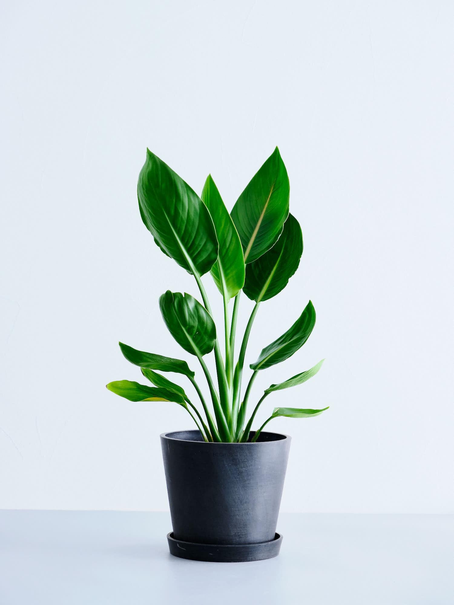 ストレリチア・レギネ S | 観葉植物の通販 AND PLANTS (アンドプランツ)