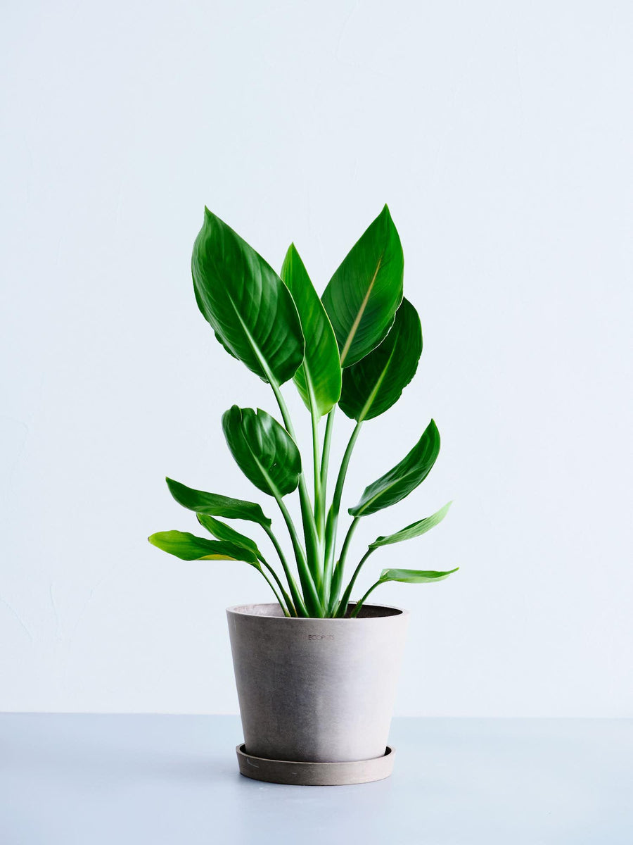 ストレリチア・レギネ 6号 | 観葉植物の通販 AND PLANTS (アンドプランツ)