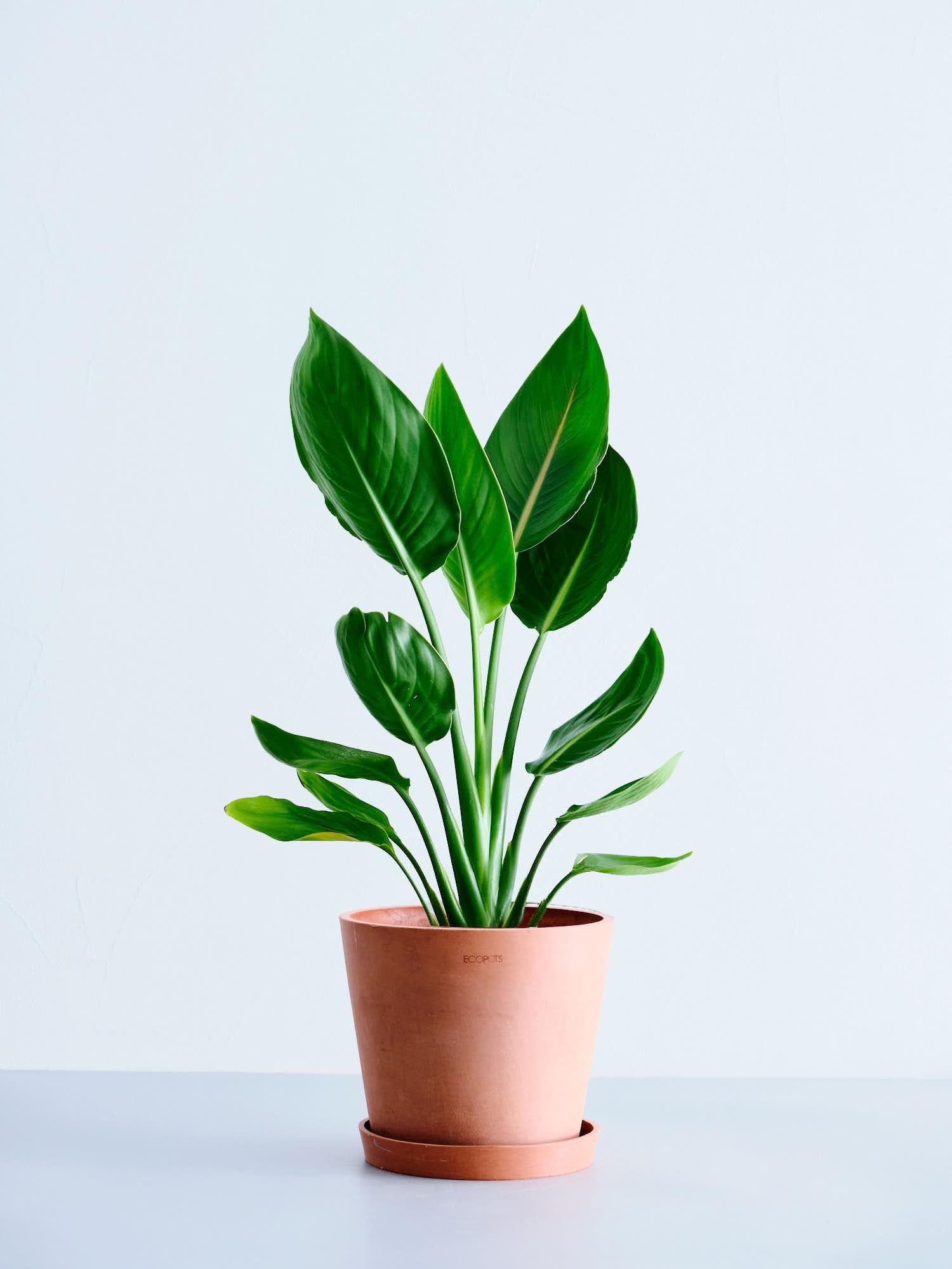 ストレリチア・レギネ（極楽鳥花）6号