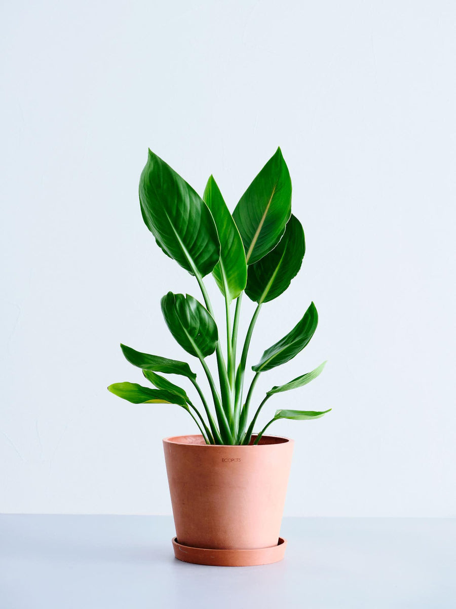 ストレリチア・レギネ（極楽鳥花） | 観葉植物の通販 AND PLANTS