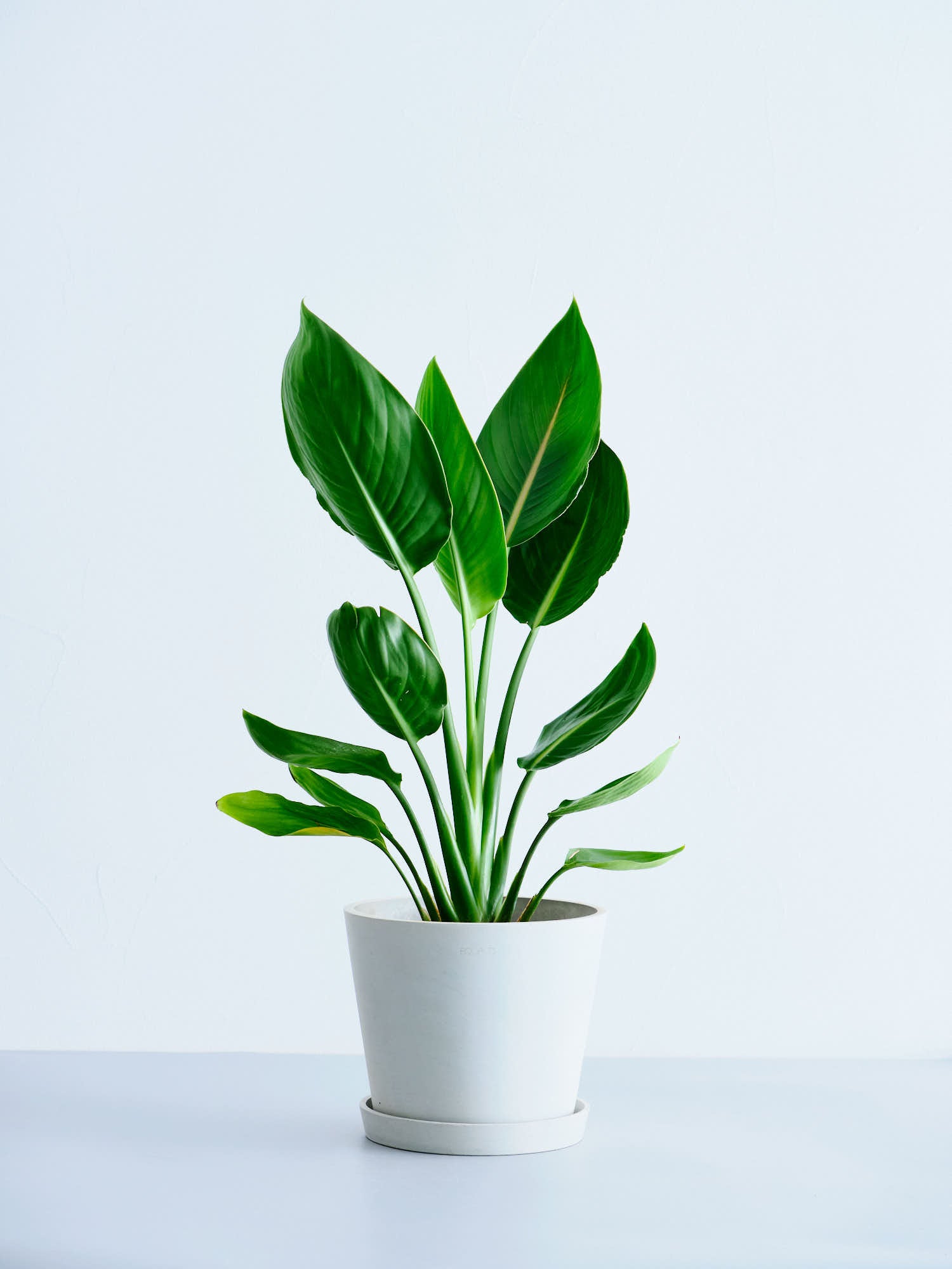 ストレリチア・レギネ S | 観葉植物の通販 AND PLANTS (アンドプランツ)