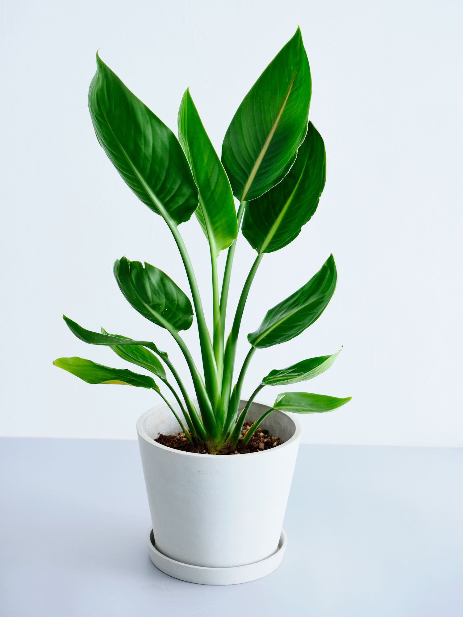 ストレチア　レギネ　 ストレリチア・レギネ S | 観葉植物の通販 AND PLANTS (アンドプランツ)