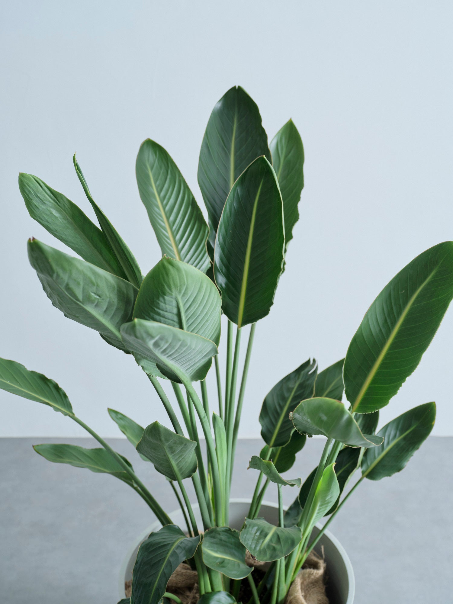 ストレリチア・レギネ XL【全国発送可能】 | 観葉植物の通販 AND