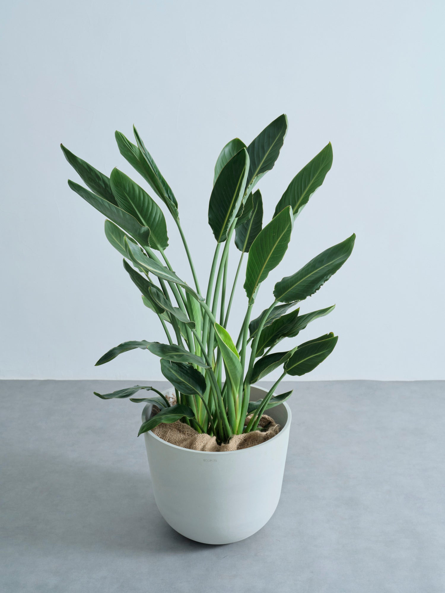 ストレリチア・レギネ XL【全国発送可能】 | 観葉植物の通販 AND