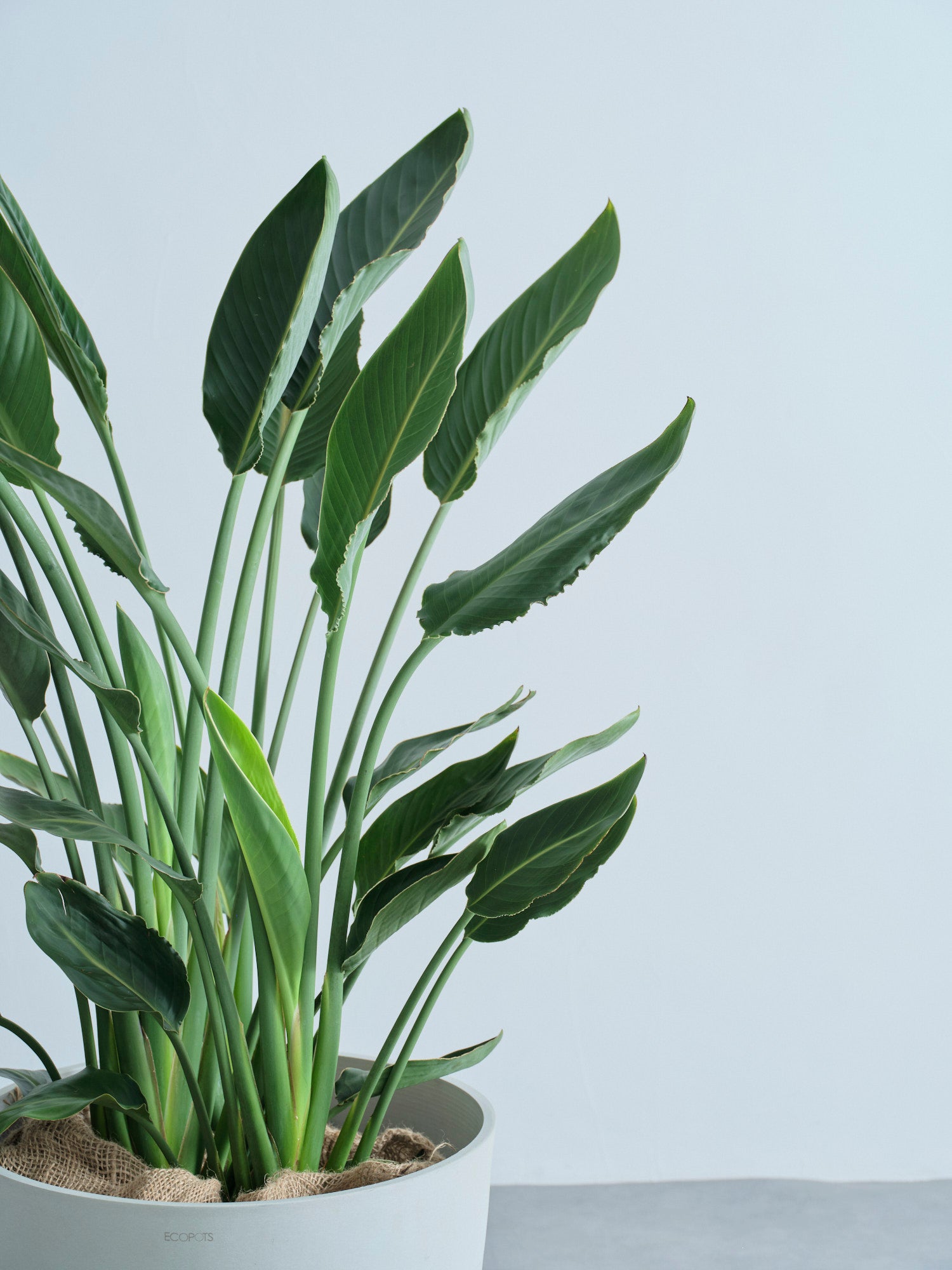 ストレリチア・レギネ XL【全国発送可能】 | 観葉植物の通販 AND