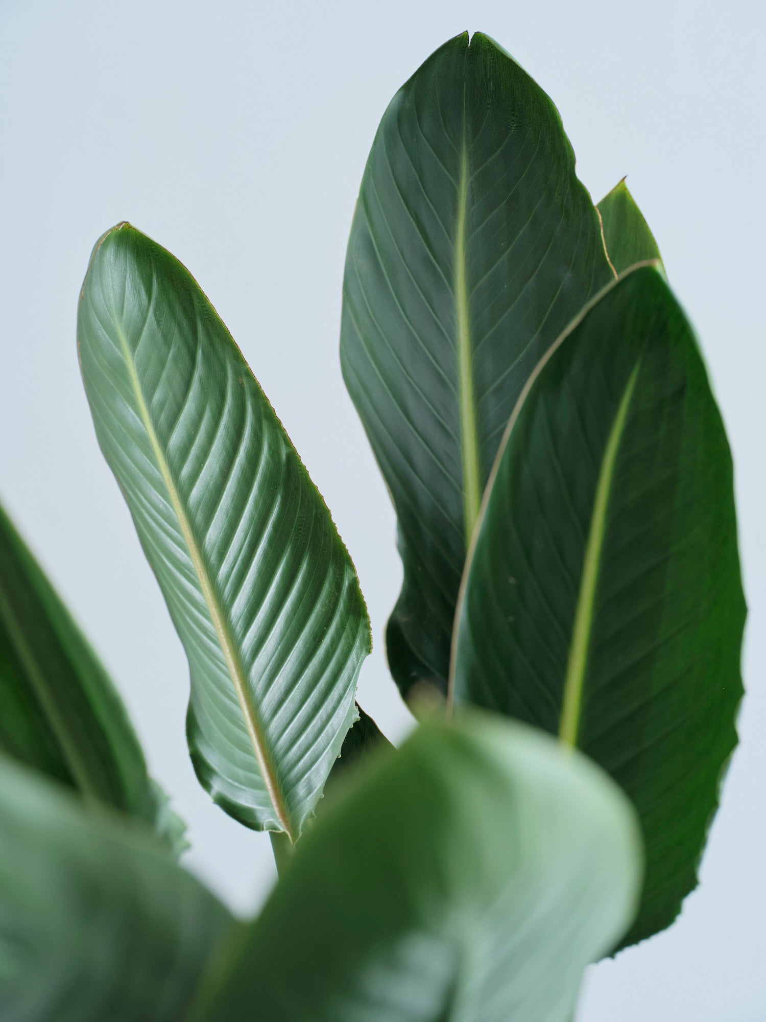 ストレリチア・レギネ XL【全国発送可能】 | 観葉植物の通販 AND