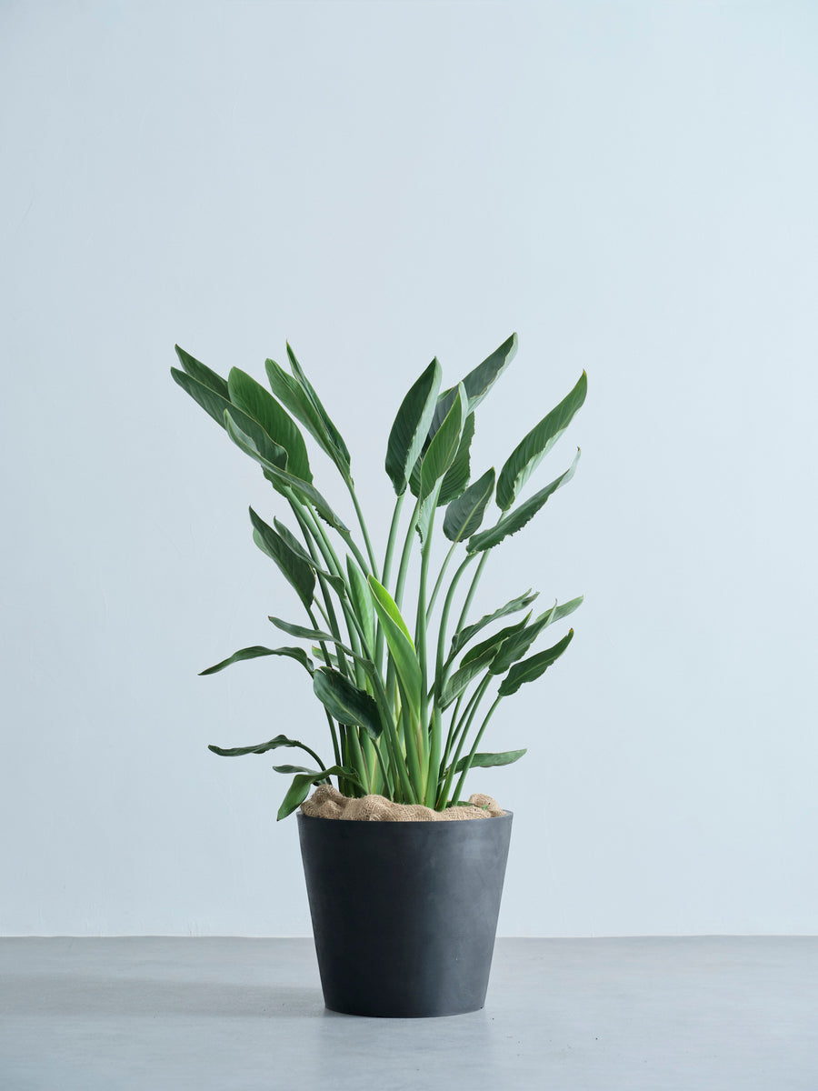 ストレリチア・レギネ（極楽鳥花） | 観葉植物の通販 AND PLANTS