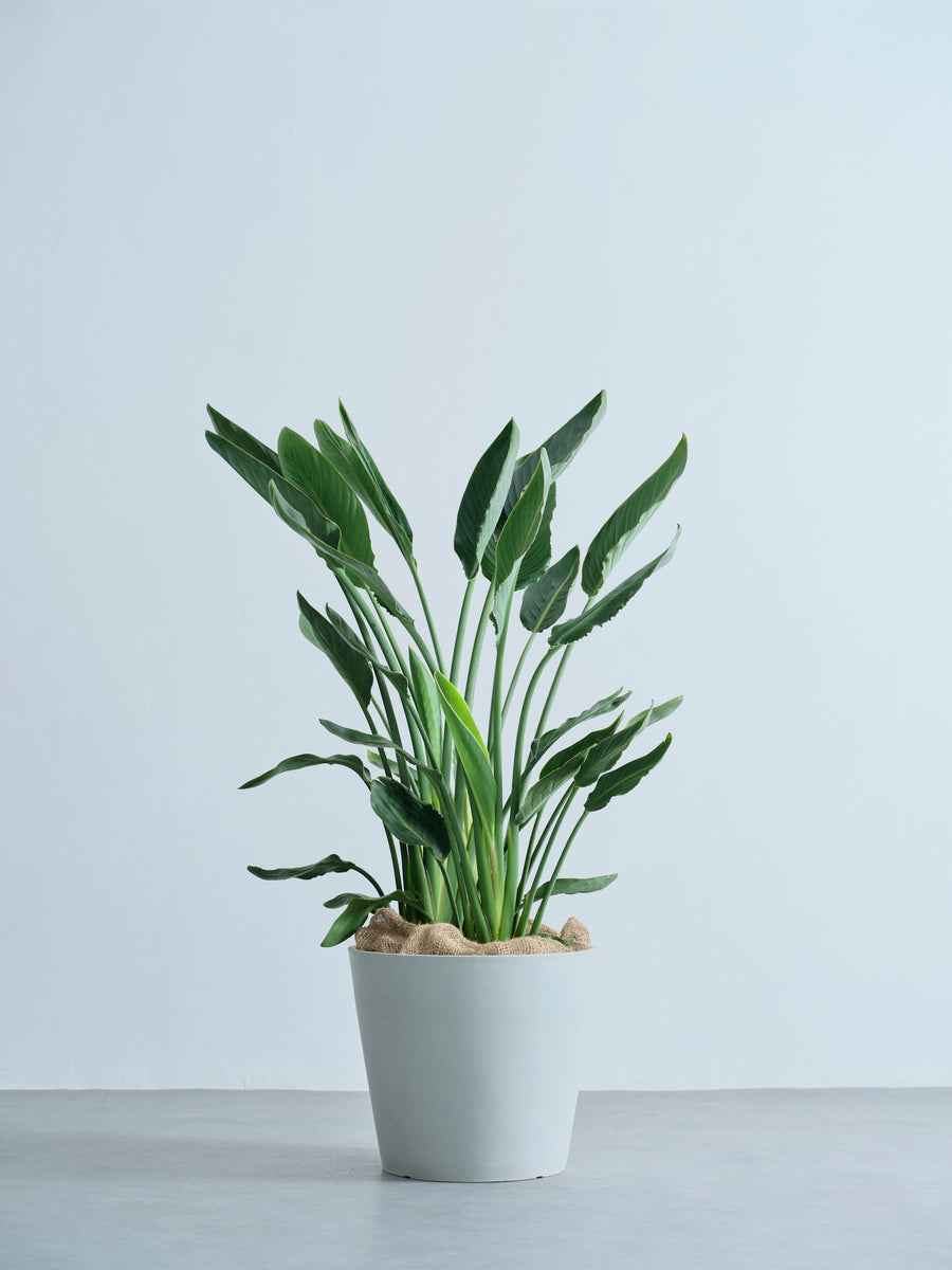 ストレリチア・レギネ（極楽鳥花） | 観葉植物の通販 AND PLANTS
