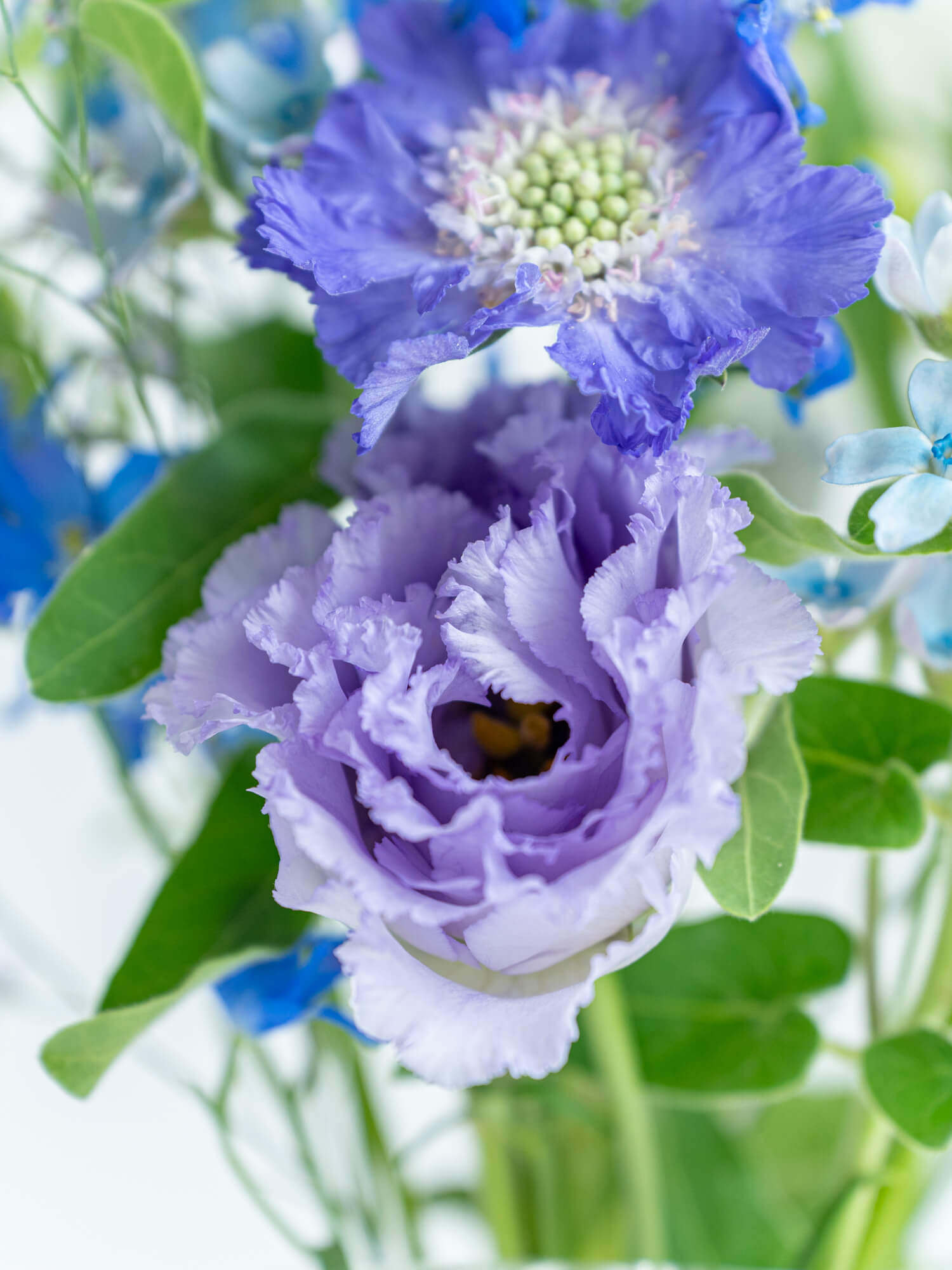 お花の定期便-ラージ- （クール便あり）