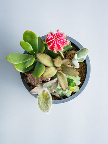 【一点もの】多肉植物とサボテンの寄せ植え Table-S #1