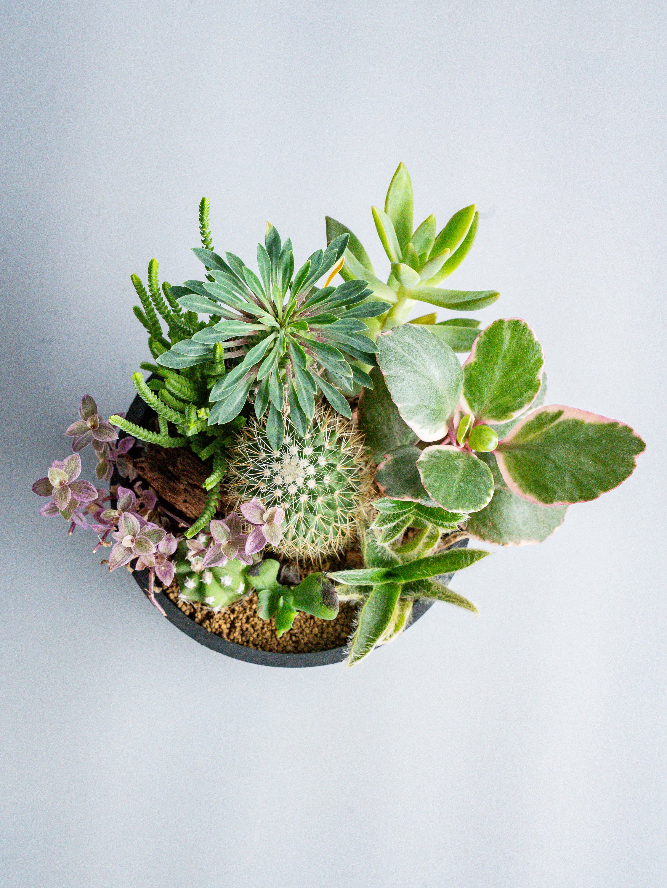 【一点もの】多肉植物とサボテンの寄せ植え Table-M