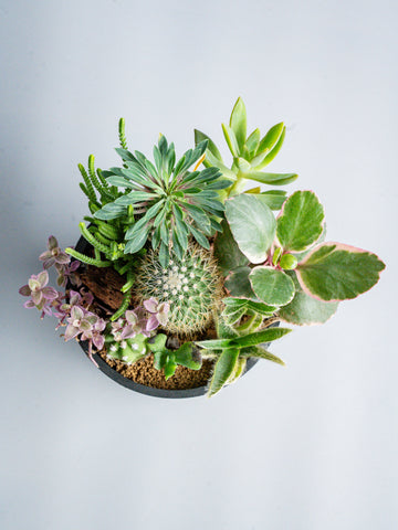 【一点もの】多肉植物とサボテンの寄せ植え Table-M