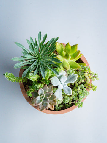 【一点もの】多肉植物の寄せ植え Table-S