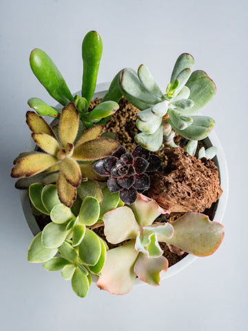 【一点もの】多肉植物の寄せ植え Table-M