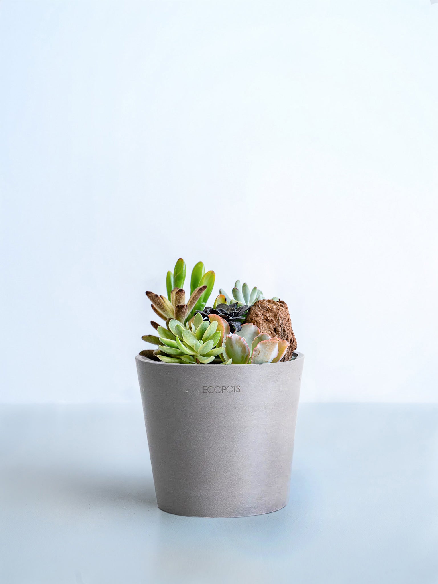 多肉植物　寄せ植え♩°＊ 多肉植物寄せ植え 一寸鉢セットA 多肉植物 ちいさな多肉屋Rinrin