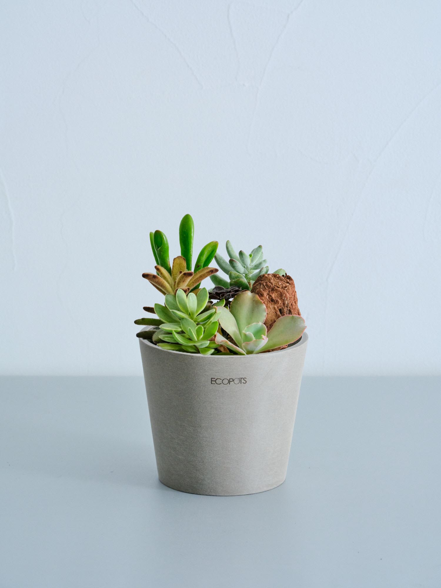 多肉植物の寄せ植え Table-M | 観葉植物の通販 AND PLANTS (アンド