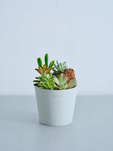 多肉植物の寄せ植え Table-M