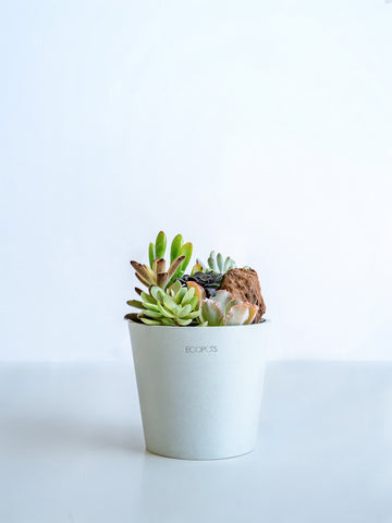 多肉植物の寄せ植え Table-M