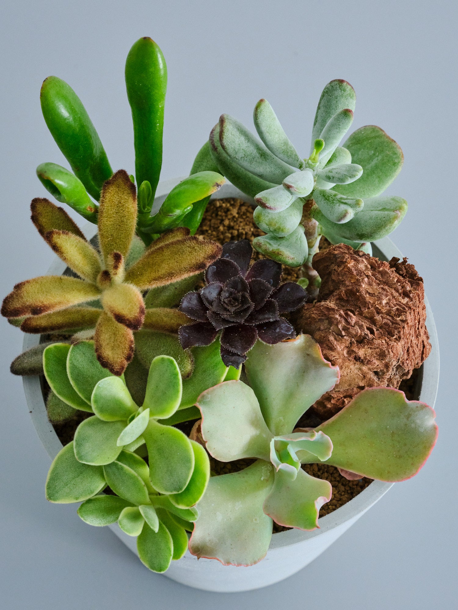 多肉植物の寄せ植え Table-M | 観葉植物の通販 AND PLANTS (アンド