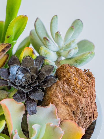 多肉植物の寄せ植え Table-M