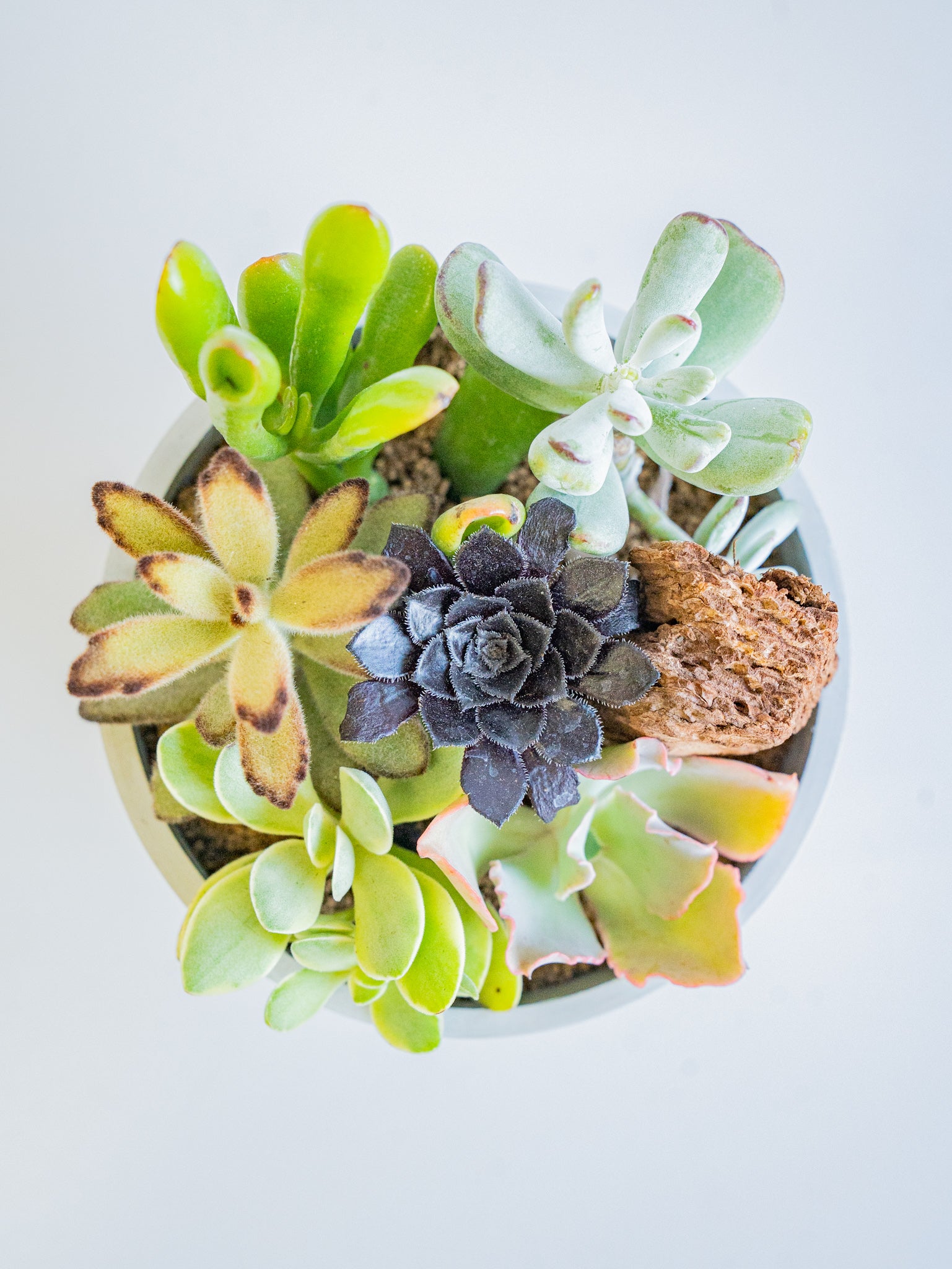 多肉植物　寄せ植え サボテン・多肉植物寄せ植え 数量もの A3602☆初心者向け