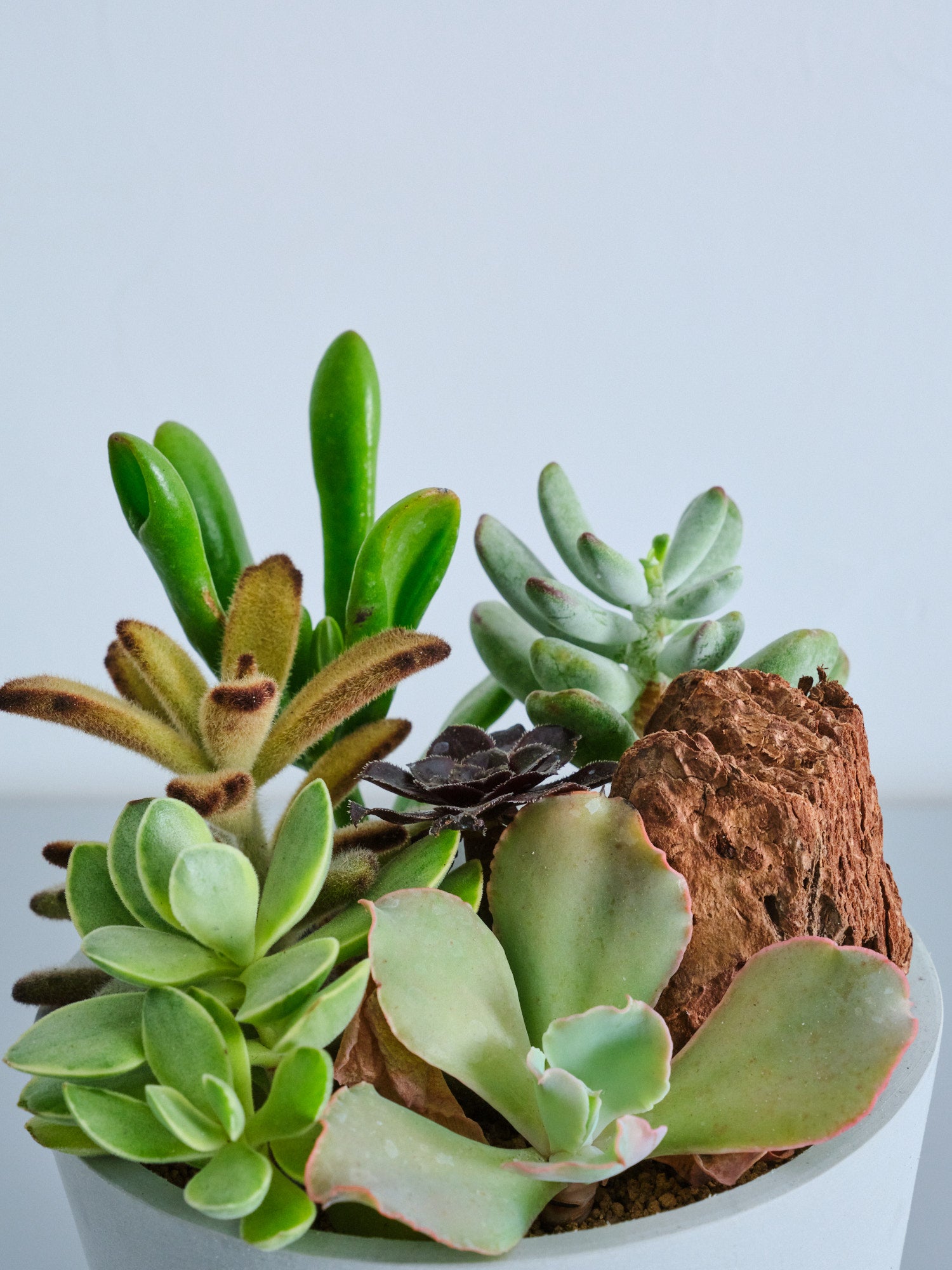 多肉植物の寄せ植え Table-M | 観葉植物の通販 AND PLANTS